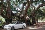 Naše vozidlo pod fíkovníkem osvícení nedošlo / Our secular car under a holy banyan tree